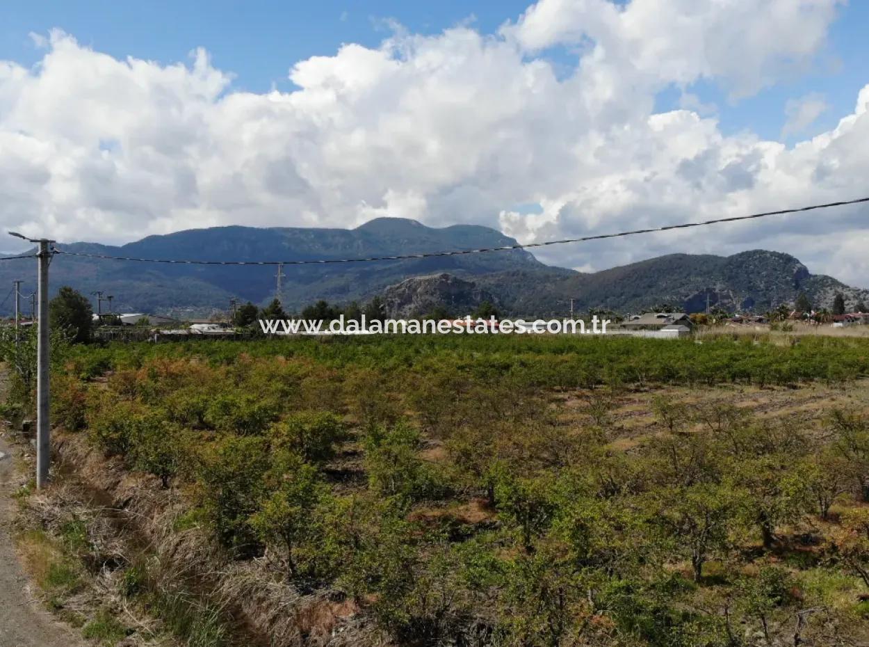 Dalyan Iztuzu Road Single Deed Field For Sale