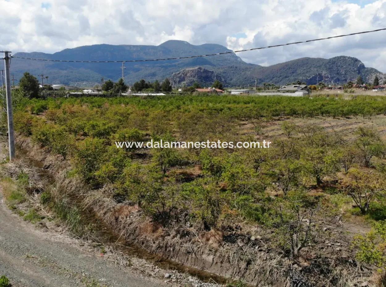 Dalyan Iztuzu Road Single Deed Field For Sale