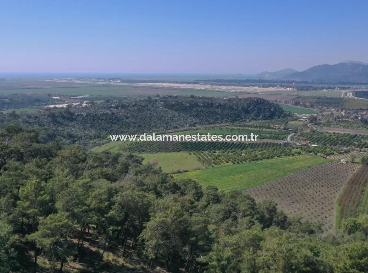 Single Title Deed For Sale In Kapikargin - Forest Interior -