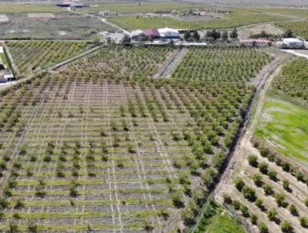 Dalyan Iztuzu Road Single Deed Field For Sale